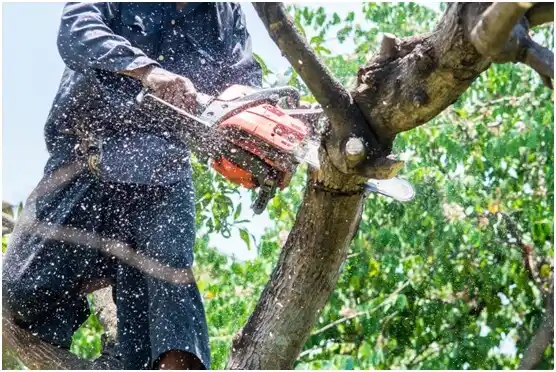 tree services Grassflat